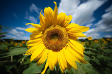Laowa 10mm f/2.8 Zero-D Full Frame
